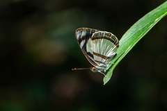 Dynamine athemon athemaena