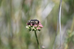 Acmaeodera connexa