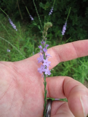Verbena xutha