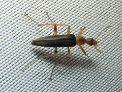 Cephaloon lepturides