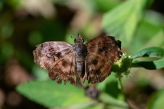 Ebrietas anacreon anacreon