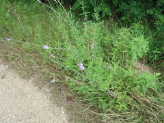 Verbena xutha