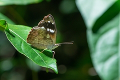 Cybdelis phaesyla