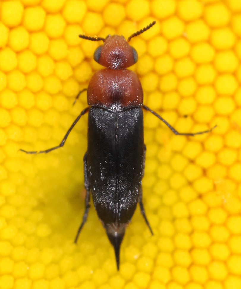 Cervical Tumbling Flower Beetle
