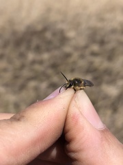 Colletes validus