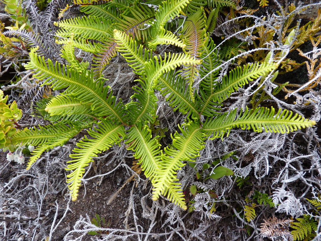 Sticherus lepidotus