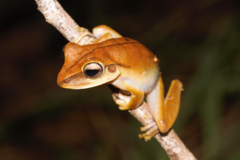 Boana multifasciata