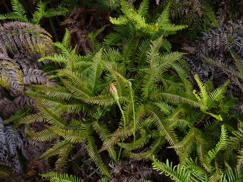 Sticherus lepidotus (Sticherus lepidotus)