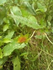 Waltheria operculata