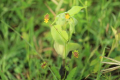 Waltheria operculata