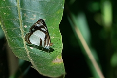 Dynamine athemon athemaena