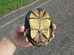 Kinosternon flavescens