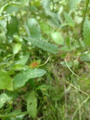 Waltheria operculata
