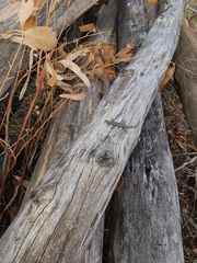 Cryptoblepharus pannosus