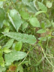 Waltheria operculata