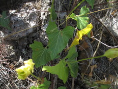 Calystegia macrostegia amplissima
