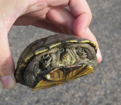 Kinosternon flavescens