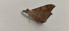 Oxyodes