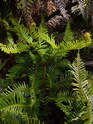 Sticherus lepidotus (Sticherus lepidotus)