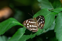 Dynamine postverta postverta