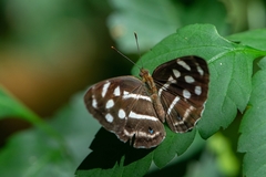 Dynamine postverta postverta