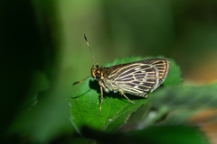 Callimormus interpunctata