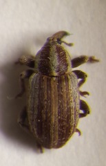 Tychius parallelus