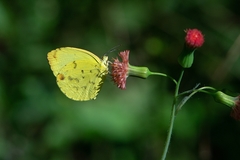 Pyrisitia leuce leuce