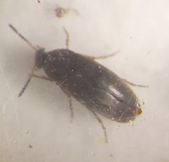 Anaspis rufilabris