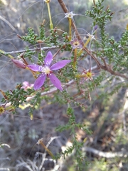 Calytrix fraseri