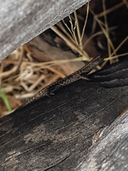 Cryptoblepharus pannosus