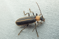 Podabrus flavicollis