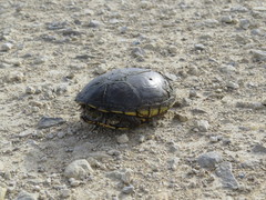 Kinosternon flavescens