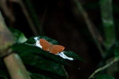 Metacharis ptolomaeus