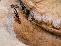 Polistes mexicanus