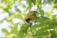 Protium warmingianum