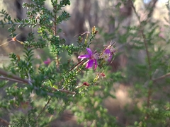 Calytrix fraseri