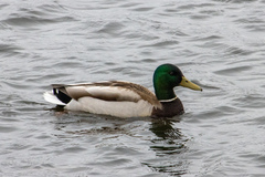 Anas platyrhynchos