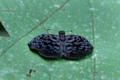 Cycloglypha thrasibulus