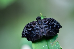 Cycloglypha thrasibulus