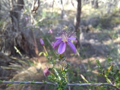 Calytrix fraseri