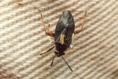 Capsus
