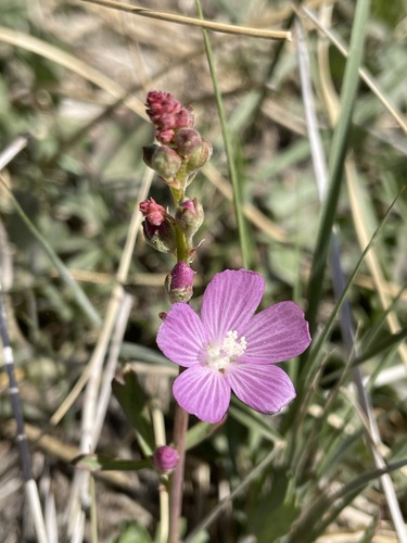 Image of Owens Valley Checkerbloom (Sidalcea covillei) by (c) Matt Berger, some rights reserved (CC BY)