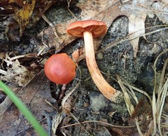 Cortinarius hesleri