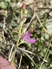 Sidalcea covillei