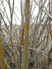 Salix