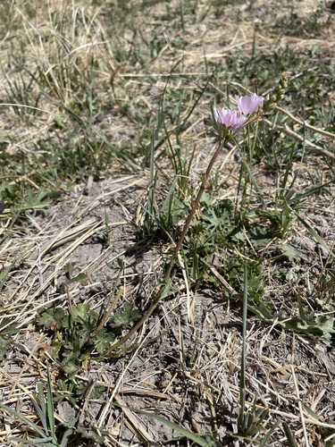 Image of Sidalcea covillei by (c) Matt Berger, some rights reserved (CC BY)