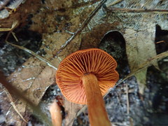 Cortinarius hesleri