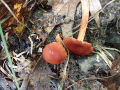 Cortinarius hesleri