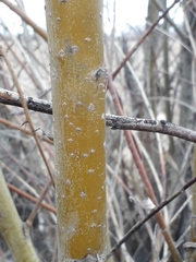 Salix